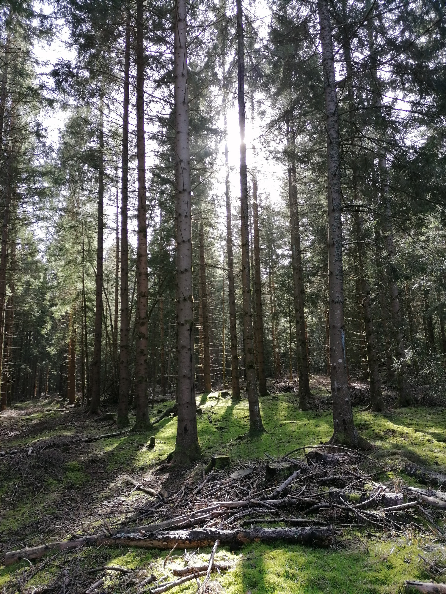 Gestion forestière : comment valoriser ses forêts ?